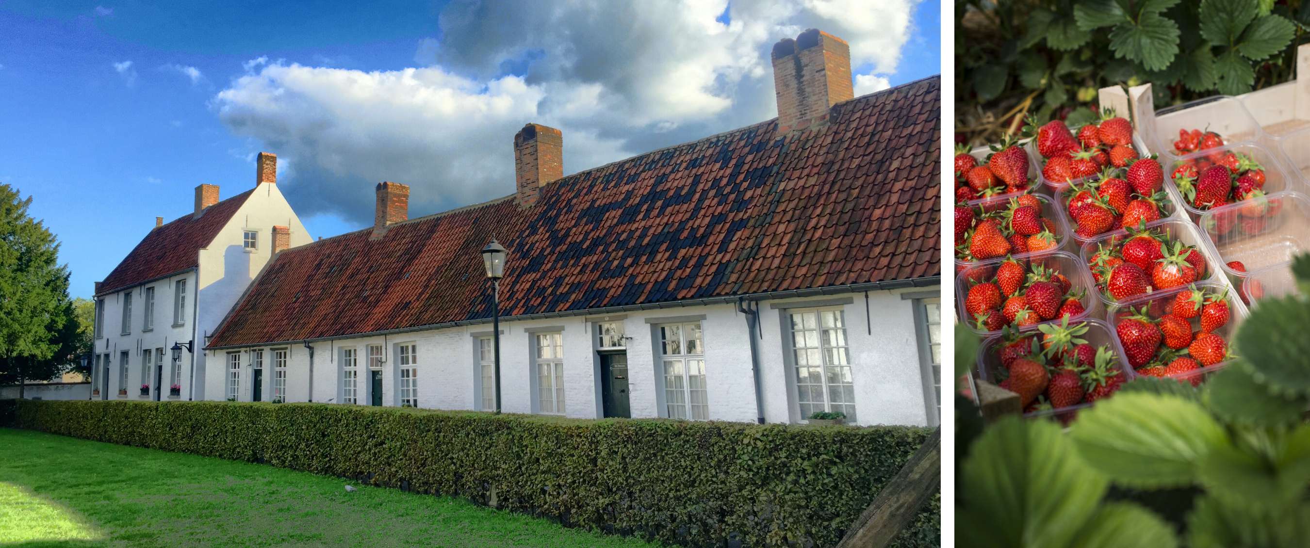 Twee beelden: wit huis met rood dak en bakjes aardbeien tussen groen blad.