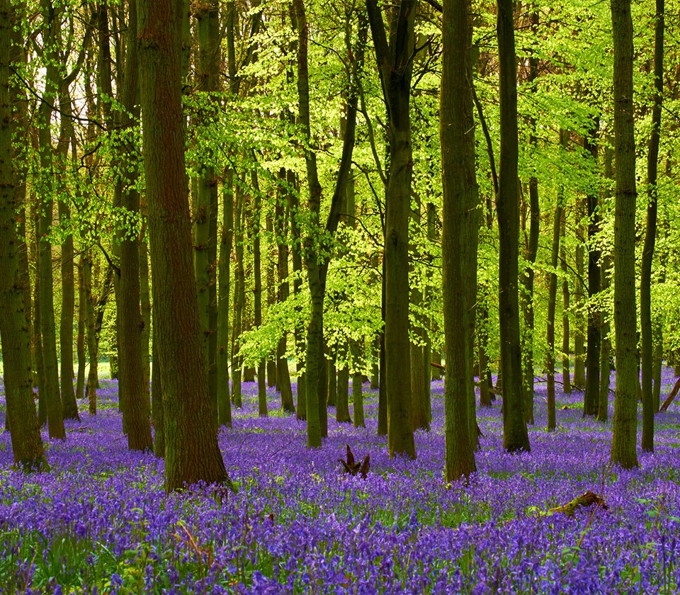 Hallerbos in Halle, een bos in België