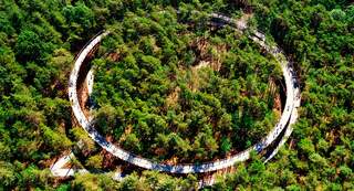 Bos vanuit vogelperspectief