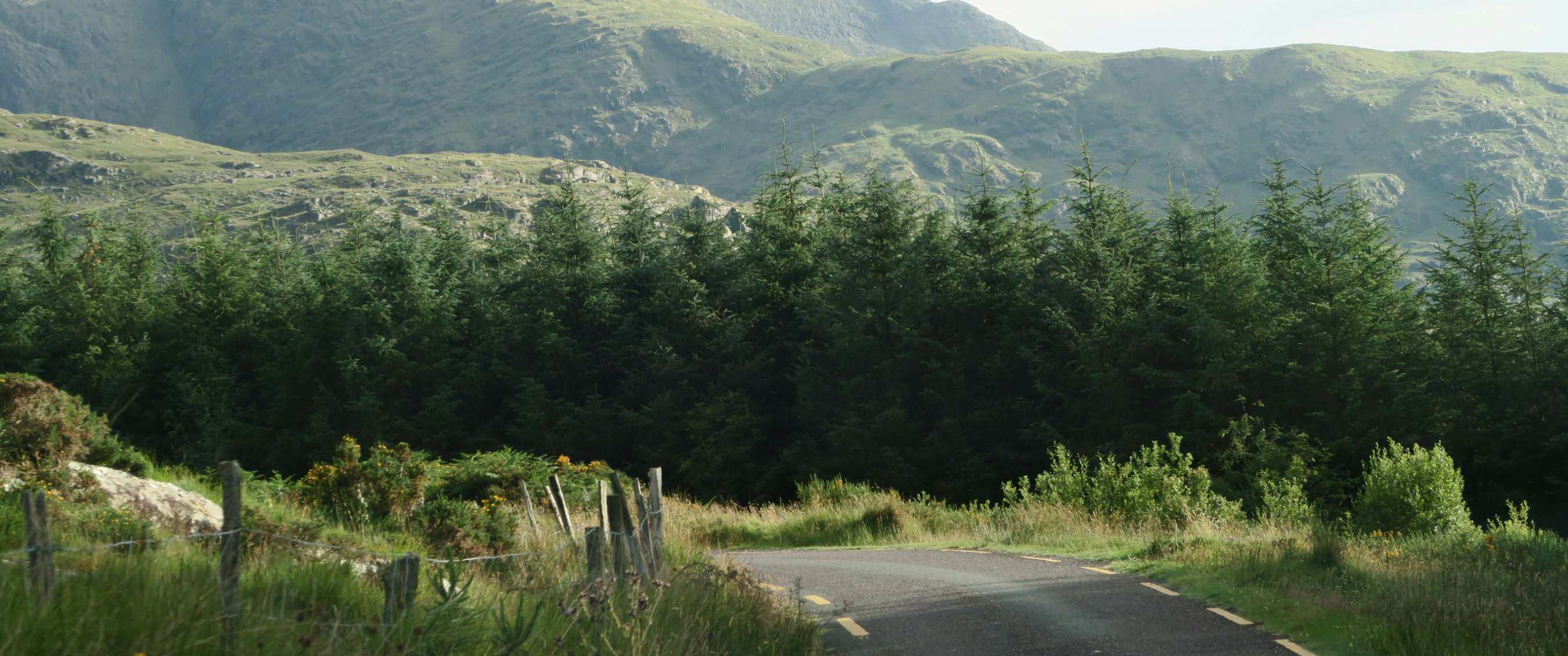 Route étroite le long d’une forêt de sapins avec montagnes vertes en arrière-plan.