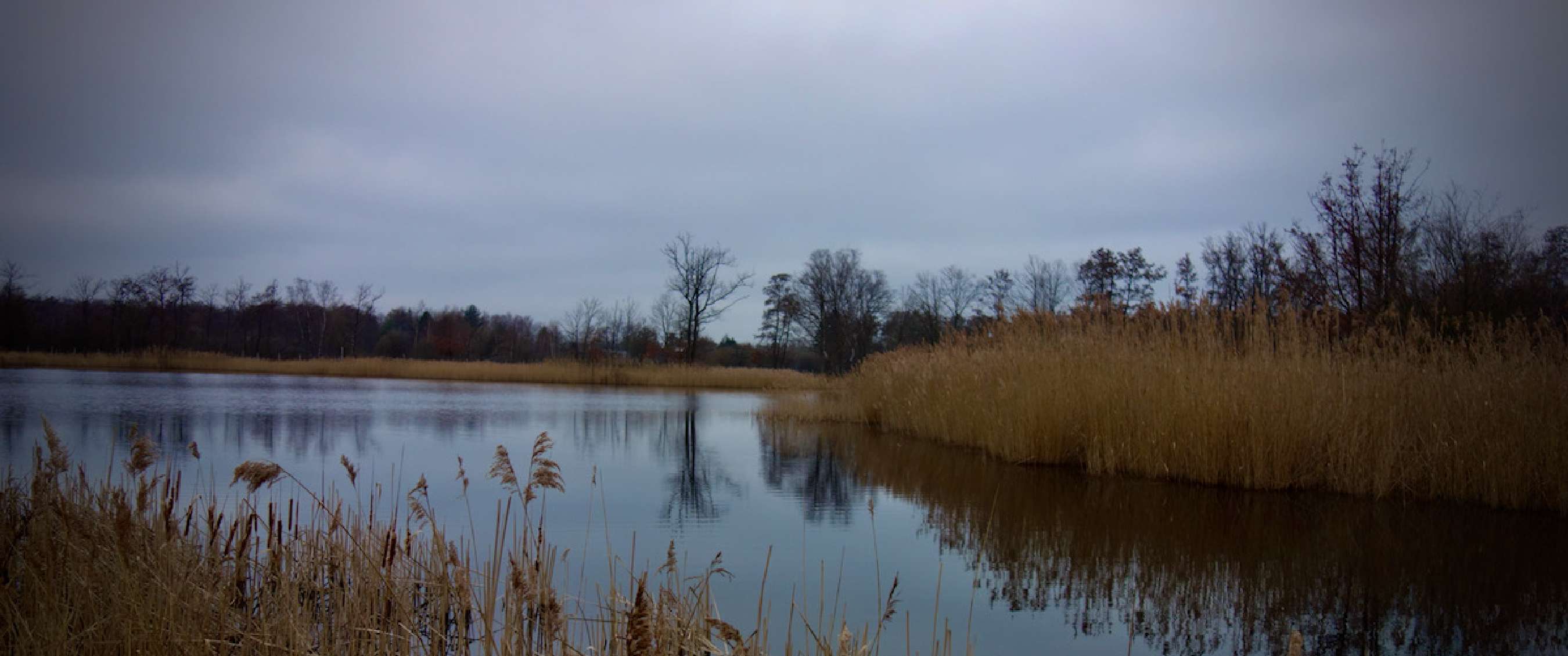 Paysage humide avec des roseaux au bord de l’eau et des arbres en arrière-plan.