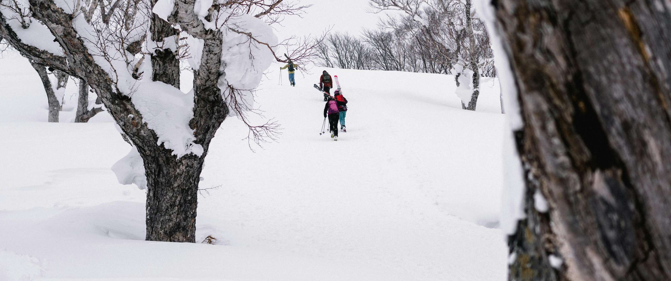 Photo < Groupe de randonneurs avance en raquettes à travers une forêt enneigée, skis attachés sur le sac à dos >